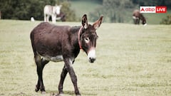 एक गधे की कीमत तुम क्या जानों... जानें पाकिस्तानी चीन को कितने रुपये में बेचते हैं गधे