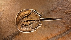 लाल नहीं, इस जानवर की नसों में दौड़ता है नीला खून; हैरान कर देगा यह खुलासा