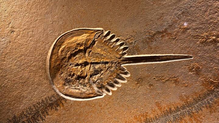 इन जीवों में ऑक्सीजन के लिए हीमोग्लोबिन नहीं बल्कि एक और प्रोटीन हीमोसायनिन पाया जाता है. यह प्रोटीन कॉपर पर आधारित होता है, जबकि हीमोग्लोबिन आयरन पर.