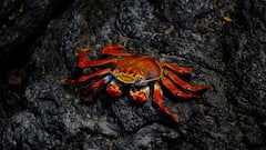 लाल नहीं, इस जानवर की नसों में दौड़ता है नीला खून; हैरान कर देगा यह खुलासा