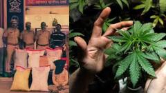 महाराज असल्याचे सोंग करत केली गांजाची शेती, पोलिसांना कुणकुण लागताच.... छत्रपती संभाजीनगरमध्ये घडला प्रकार