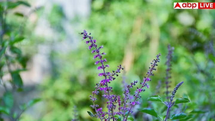 अब से अपने डेली डाइट में तुलसी की पत्तियां जरूर शामिल करें. यह छोटी-सी हरी पत्ती आपके खून को कभी गंदा नहीं होने देगी और शरीर को हर तरह से हेल्दी रखेगी.