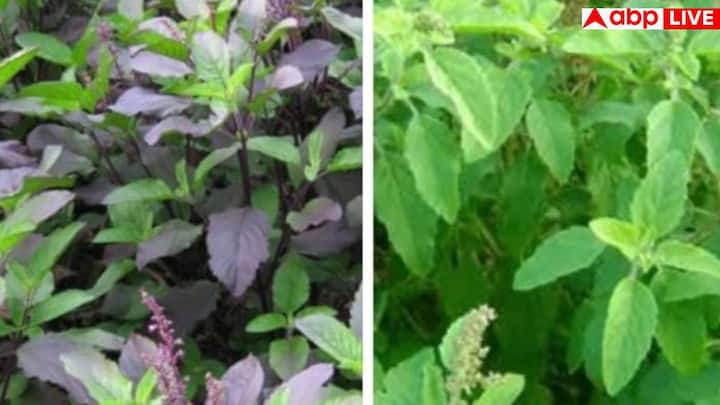 डॉक्टर्स भी मानते हैं कि तुलसी का नियमित सेवन हार्ट और लंग्स के लिए फायदेमंद है. यह शरीर में ऑक्सीजन का लेवल बेहतर करता है और ब्लड सर्कुलेशन ठीक रखता है.