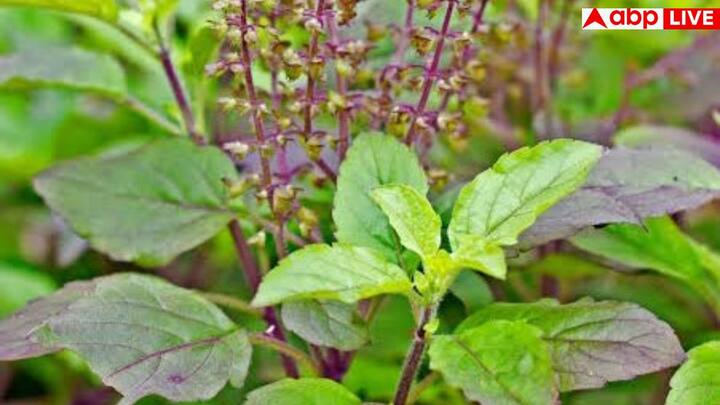 अगर आप चाहें तो तुलसी की पत्तियां सीधे खा सकते हैं या फिर तुलसी की चाय बनाकर पी सकते हैं. दोनों ही तरीके से खून साफ करने में यह असरदार है.