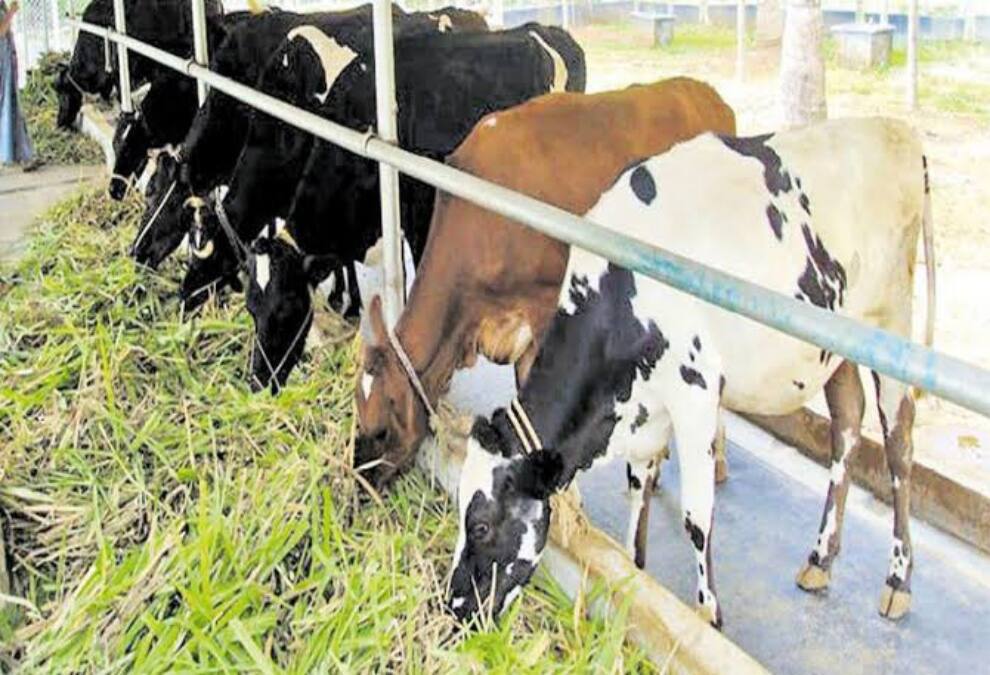 சட்ட விரோதமாக வெளிசந்தையில் மாடுகள் விற்பனைக்கு நடவடிக்கை - அதிரடி உத்தரவிட்ட நீதீமன்றம்