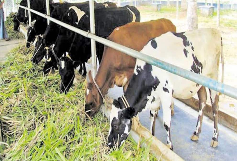 சட்ட விரோதமாக வெளிசந்தையில் மாடுகள் விற்பனைக்கு நடவடிக்கை - அதிரடி உத்தரவிட்ட நீதீமன்றம் Court orders action against illegal sale of cows tnn சட்ட விரோதமாக வெளிசந்தையில் மாடுகள் விற்பனைக்கு நடவடிக்கை - அதிரடி உத்தரவிட்ட நீதீமன்றம்