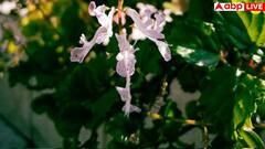 आपका खून कभी नहीं होगा गंदा, रोजाना खा लें ये हरी पत्तियां