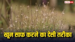 आपका खून कभी नहीं होगा गंदा, रोजाना खा लें ये हरी पत्तियां