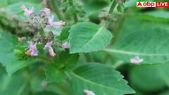 आपका खून कभी नहीं होगा गंदा, रोजाना खा लें ये हरी पत्तियां