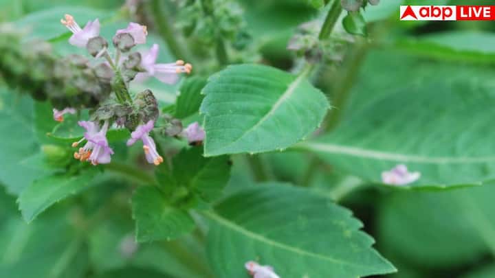 Tulsi leaves have been considered a medicine since ancient times. It has anti-bacterial and anti-oxidant properties. It helps in purifying blood.