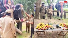 MP: कभी देखी है हाथियों की ऐसी मौज! कान्हा नेशनल पार्क में छुट्टी पर कर रहे जश्न, देखें तस्वीरें