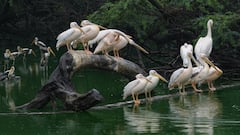 दिल्ली: चिड़ियाघर में बर्ड फ्लू का कहर, 12 पक्षियों की मौत, CCTV से जानवरों की निगरानी