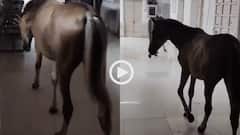 Video: अस्पताल में घुस गए घोड़े, मरीजों के कमरों में भी मारा चक्कर, झांसी का वीडियो वायरल