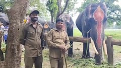 MP: कभी देखी है हाथियों की ऐसी मौज! कान्हा नेशनल पार्क में छुट्टी पर कर रहे जश्न, देखें तस्वीरें