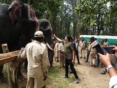 MP: कभी देखी है हाथियों की ऐसी मौज! कान्हा नेशनल पार्क में छुट्टी पर कर रहे जश्न, देखें तस्वीरें