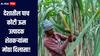 देशातील पाच कोटी ऊस उत्पादक शेतकऱ्यांना मोठा दिलासा! सर्वोच्च न्यायालयानं दिला महत्वपूर्ण निर्णय 
