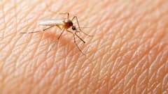 Countries With No Mosquitoes: বালাই নেই মশারি খাটানোর, জ্বালাতে হয় না ধূপ, এই দেশে মশাই নেই…