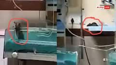 ਸਰਕਾਰੀ ਹਸਪਤਾਲਾਂ ਦਾ ਰੱਬ ਰਾਖਾ ! ਹਸਪਤਾਲ ਦੇ ICU ਵਿੱਚ ਚੂਹੇ ਦੇ ਕੱਟਣ ਨਾਲ ਇੱਕ ਬੱਚੇ ਦੀ ਮੌਤ, ਦੂਜਾ ਗੰਭੀਰ, ਨਰਸ ਮੁਅੱਤਲ