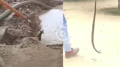 Video: कई दिनों से आ रही फुफकार की आवाज, खोदा तो स्कूल में निकला कोबरा सांप, वीडियो वायरल
