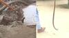 Video: कई दिनों से आ रही फुफकार की आवाज, खोदा तो स्कूल में निकला कोबरा सांप, वीडियो वायरल