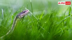 इन चीजों को पहनने से पहले जरूर बरतें सावधानी, वरना सांप बना लेगा अपना शिकार