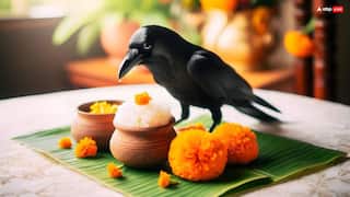 Pitru Paksha 2025: पितृ पक्ष में श्राद्ध भोजन के लिए नहीं मिले कौवे तो क्या करें ?