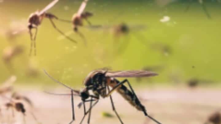 এব্য়াপারে একমত নিউ মেক্সিকো স্টেট ইউনিভার্সিটির অধ্যাপক ইমো হানসেনও একমত। তিনি জানিয়েছেন, জলবায়ু পরিবর্তনের জেরে শীতকালের তাপমাত্রা বৃদ্ধি পাচ্ছে। এই মুহূর্তে উত্তর আমেরিকাতেও বংশবিস্তার করছে মশা।