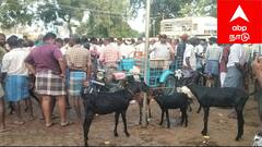 திருப்புவனம் சந்தையில் ஆடுகள் வரத்து அதிகரிப்பு... ஒரு கோடிக்கு மேல் விற்பனை செய்யப்பட்டதால் வியாபாரிகள் மகிழ்ச்சி !