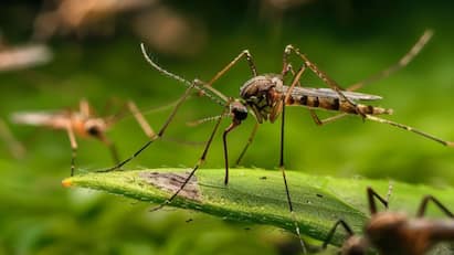 Mosquito Free Countries: এমন দেশও আছে? বিশ্বাস না হলেও আছে। ছবি: ফ্রিপিক।