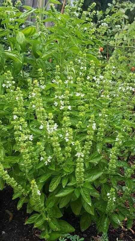 ਘਰ ‘ਚ ਤੁਲਸੀ ਰੱਖਣ ਤੋਂ ਪਹਿਲਾਂ ਜਾਣ ਲਓ ਜ਼ਰੂਰੀ ਨਿਯਮ