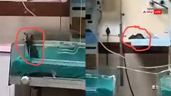 इंदौर: MY हॉस्पिटल के ICU में चूहे के काटने के बाद एक बच्चे की मौत, दूसरा गंभीर, नर्स निलंबित