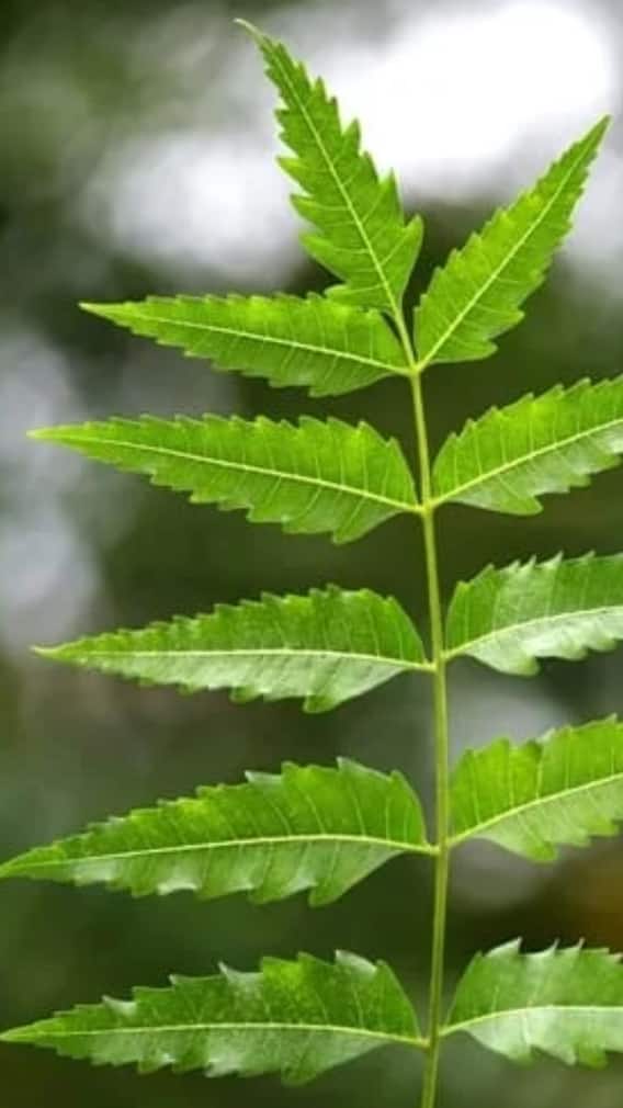 ਬਾਸੀ ਮੂੰਹ ਨਿੰਮ ਦੇ ਪੱਤੇ ਖਾਣ ਨਾਲ ਹੁੰਦੇ ਹੈਰਾਨ ਕਰਨ ਵਾਲੇ ਫਾਇਦੇ