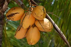 যেন প্রাকৃতিক অমৃত ! যেসব গুণে অতুলনীয় ডাবের জল