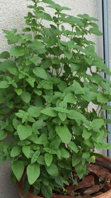 તુલસી ચા પીવાના આ 7 ગુણો તમને હેલ્ધી અને રિલેક્સ રાખશે