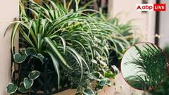 अस्थमा की है बीमारी तो घर में जरूर लगा लें ये पौधे, मिलने लगेगा आराम