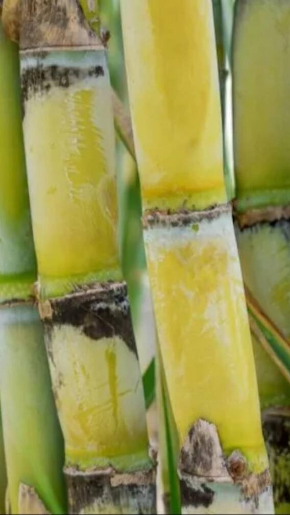 भारत का सबसे बड़ा गन्ना उत्पादक राज्य कौन सा है?