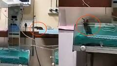 एमपी: इंदौर के MYH अस्पताल में बड़ी लापरवाही, 48 घंटे में चूहों ने दो नवजातों को कुतरा