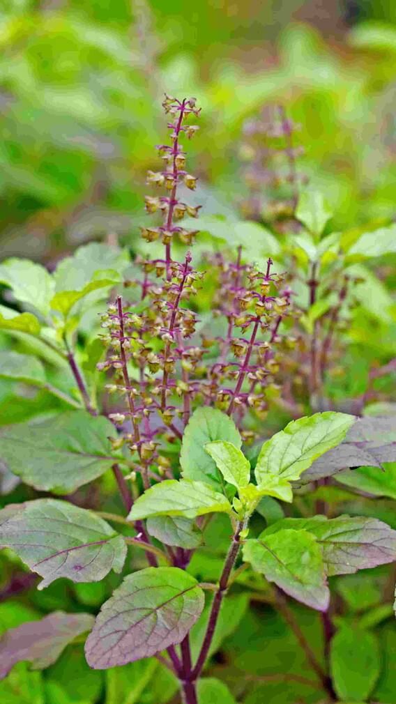 வீட்டில் துளசி செடி வைப்பதற்கான முக்கியமான விதிகள் என்னன்னு தெரியுமா.?