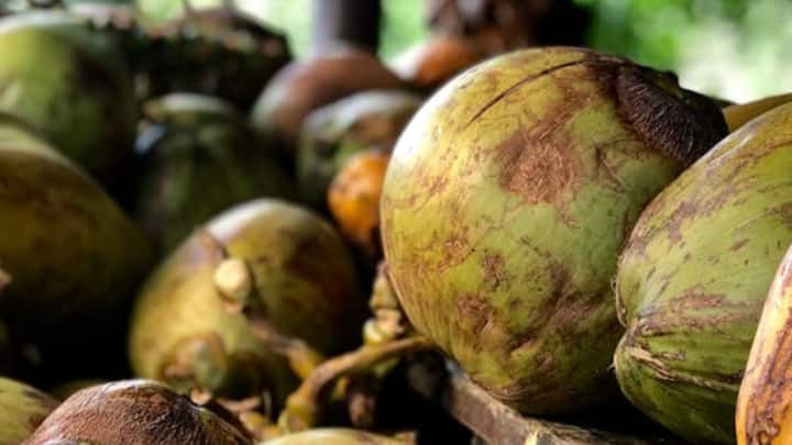 This was the reason that it was also called Nature's IV Drink. In the 1940s, coconut water was used as emergency transfusions in the Vietnam War, along with American and Japanese troops posted on the islands of the Pacific Ocean in the 1940s.