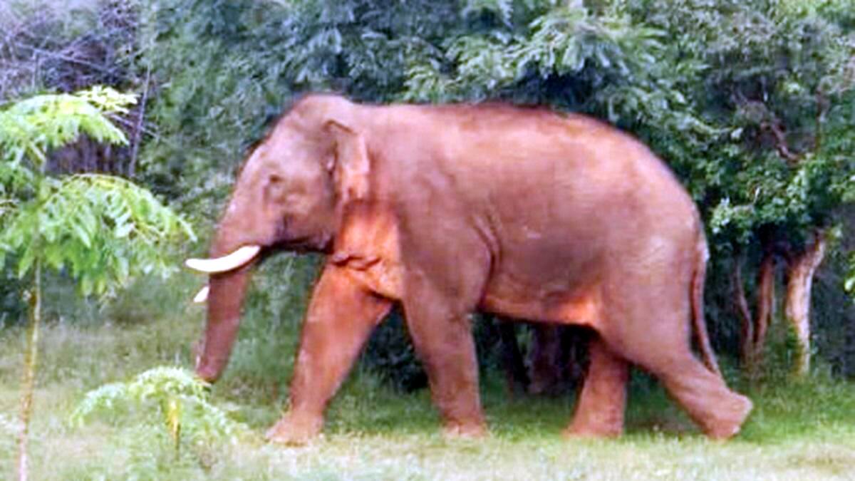 கேரளாவில் காட்டு யானைகள் மரணம்: அதிர்ச்சி தரும் புள்ளிவிவரம்! மனித-யானை மோதல் அதிகரிப்பு, காரணம் என்ன?