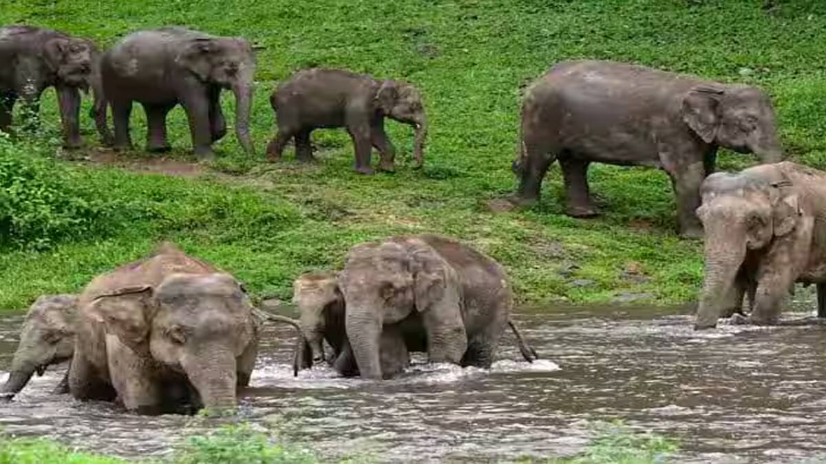 கேரளாவில் காட்டு யானைகள் மரணம்: அதிர்ச்சி தரும் புள்ளிவிவரம்! மனித-யானை மோதல் அதிகரிப்பு, காரணம் என்ன?