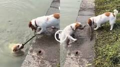 Video: जहां इंसान चूक जाए, वहां जानवर निभा जाए, दो कुत्तों की दोस्ती का ये वीडियो दिल जीत लेगा!