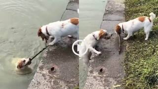 Video: जहां इंसान चूक जाए, वहां जानवर निभा जाए, दो कुत्तों की दोस्ती का ये वीडियो दिल जीत लेगा!