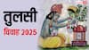 Tulsi Vivah 2025 Date: कार्तिक मास में तुलसी विवाह कब, जानें शुभ मुहूर्त, पूजा विधि और नियम
