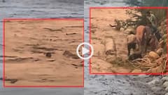 Video: अरे यार! लकड़ी के लिए दाव पर लगा दी जान, नदी में बहे कई लोग, घटना का लाइव वीडियो वायरल