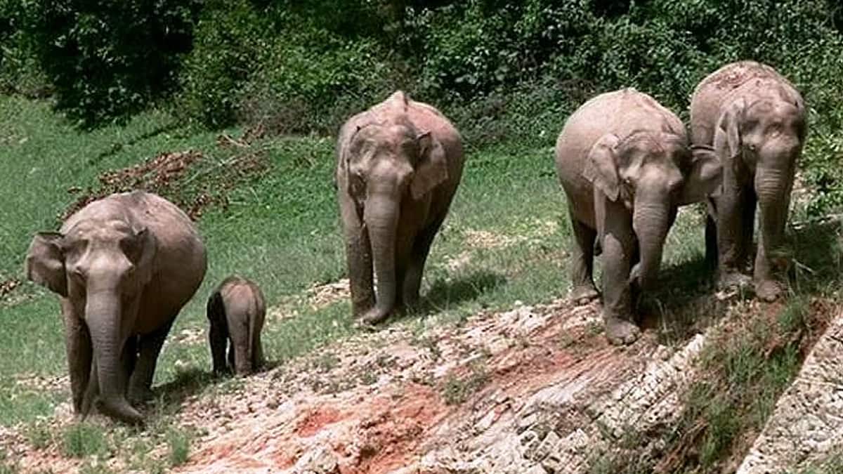 கேரளாவில் காட்டு யானைகள் மரணம்: அதிர்ச்சி தரும் புள்ளிவிவரம்! மனித-யானை மோதல் அதிகரிப்பு, காரணம் என்ன?