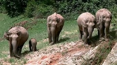 கேரளாவில் காட்டு யானைகள் மரணம்: அதிர்ச்சி தரும் புள்ளிவிவரம்! மனித-யானை மோதல் அதிகரிப்பு, காரணம் என்ன?