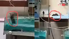 इंदौर के MY अस्पताल में चूहों के काटने से दूसरी नवजात की भी मौत, बड़ी लापरवाही आई सामने