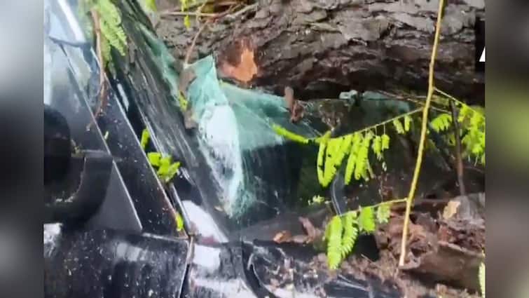Haryana: Tree Falls On Vehicle Carrying School Students In Panchkula Amid Heavy Rains; Several Feared Injured