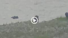 Video: नदी में इतना खतरनाक सैलाब! हाथी भी बहने लगे, नैनीताल में कोसी नदी का वीडियो वायरल